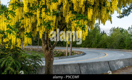 Close up of a Yellow Locust Tree along a road - Laburnum anagyroides. Stock Photo