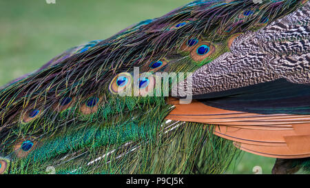 Closeup of a beautiful female Indian blue peafowl. Pavo Cristatus peahen bird, perched on a fence in a green forest. Stock Photo
