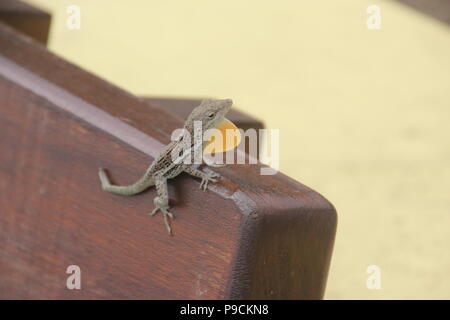 Brown anole lizard on a bench on St. Barts, Caribbean Stock Photo