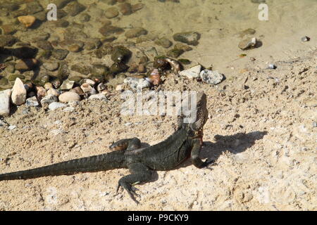 Eastern Bearded Dragon (Pogona Barbata) basking along creekbed Stock Photo