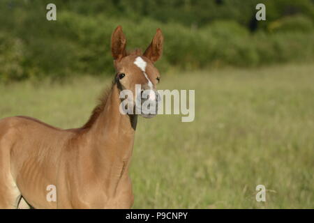 Chestnut horse foal in filed smiling Stock Photo