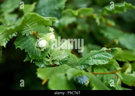 Fresh green hazelnuts are growing on the tree Corylus avellana Stock Photo