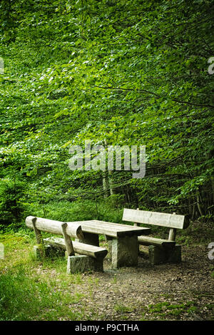 Wooden picnic table in the forest and sun rays through the deciduous ...