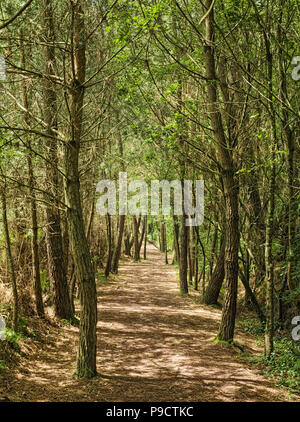 Woodland forest path through the enchanted forest at Broceliande forest, Ille et Vilaine, Brittany, France, Europe Stock Photo