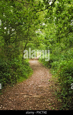 Woodland path through the enchanted forest at Broceliande forest, Ille et Vilaine, Brittany, France, Europe Stock Photo
