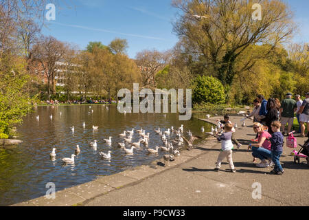 People feeding the birds at the lake in St Stephen's Green urban park, Dublin, Ireland, Europe Stock Photo