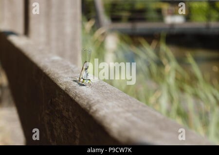 dragonfly sitting and posing on wooden fence in garden,  macro Stock Photo