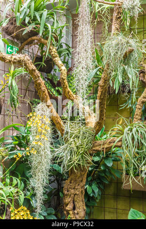 Tiger Orchid (Grammatophyllum speciosum). The worlds largest orchid in the greenhouse Stock Photo