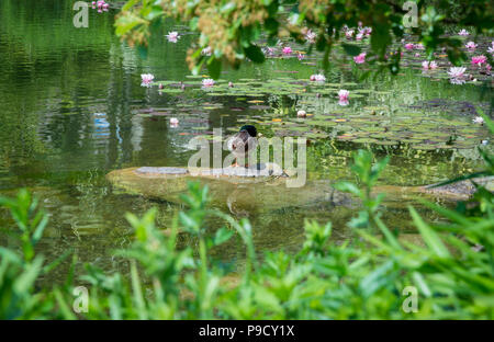 Characteristic lake covered with fuchsia and white water lilies in Trentino Alto Adige, italy Stock Photo