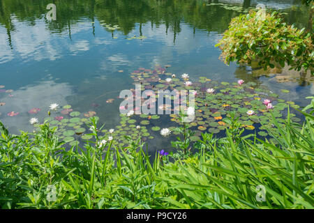 Characteristic lake covered with fuchsia and white water lilies in Trentino Alto Adige, italy Stock Photo