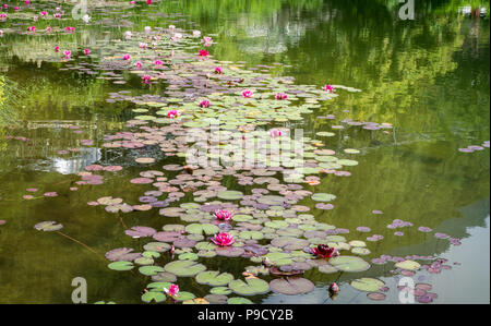 Characteristic lake covered with fuchsia and white water lilies in Trentino Alto Adige, italy Stock Photo