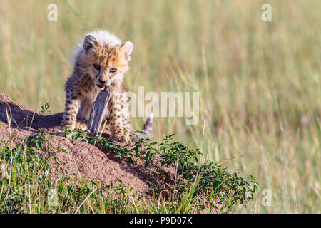 Cute cheetah cub in the savannah and looking at the camera Stock Photo