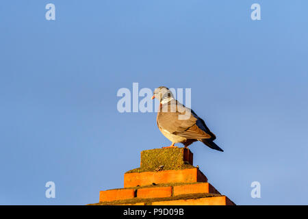 Pigeon on a chimney against a blue sky Stock Photo