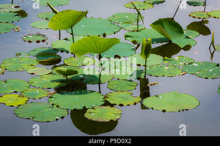 Characteristic lake covered with water lilies leaves in Trentino Alto Adige, italy Stock Photo