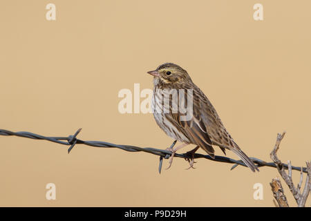 A Savannah sparrow, Passerculus sandwichensis, perched on a barbed wire fence. Stock Photo