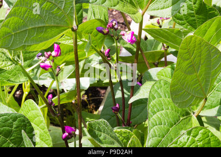 Purple bean plants  with blossoms growing in the garden