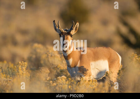 A young pronghorn antelope, Antilocapra americana, buck just after sunrise.
