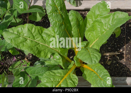 Healthy, yellow stalk Swiss chard growing in a raised bed garden. Stock Photo