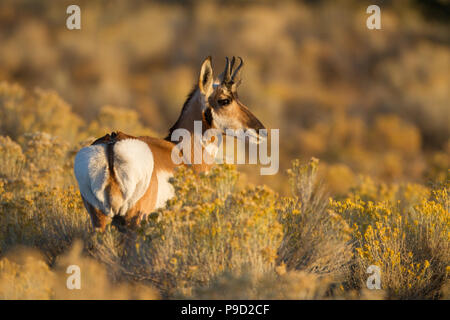 A young pronghorn antelope, Antilocapra americana, buck just after sunrise.