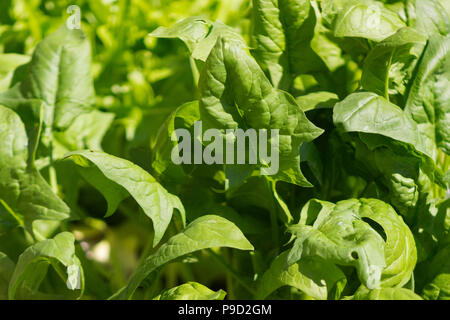 Fresh organic, homegrown Lavewa spinach growing in a raised-bed garden Stock Photo