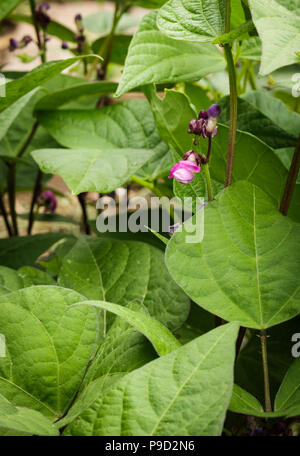 Purple green bean plants growing organically in a backyard, raised bed garden