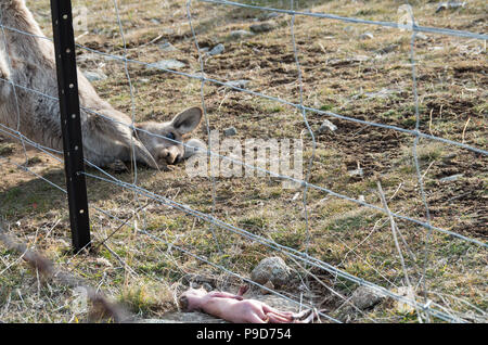 Mother kangaroo staring at dead baby kangaroo joey after being ejected from the pouch in the snowy mountains region Stock Photo
