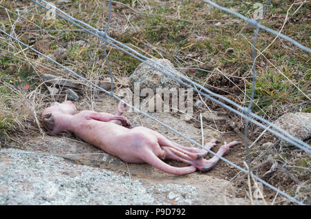Dead baby kangaroo joey after being ejected from the pouch after the mother was caught in a fence Stock Photo