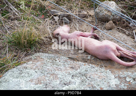 Dead baby kangaroo joey after being ejected from the pouch after the mother was caught in a fence Stock Photo