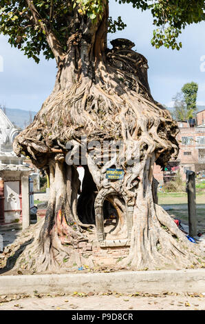 The tree shrine in Gokarna Mahadev temple (Gokarneshwar), Kathmandu valley, Nepal Stock Photo