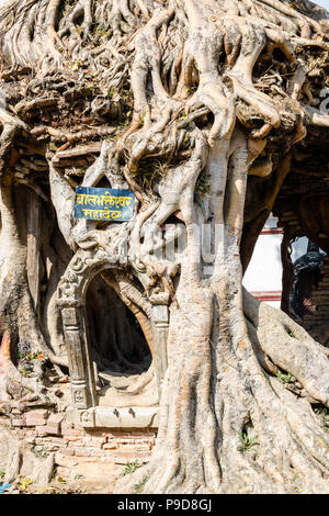 The tree shrine in Gokarna Mahadev temple (Gokarneshwar), Kathmandu valley, Nepal Stock Photo