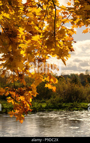 Branch with maple leaves lit with the sun in Indian summer against the background of the river and the sky with clouds Stock Photo