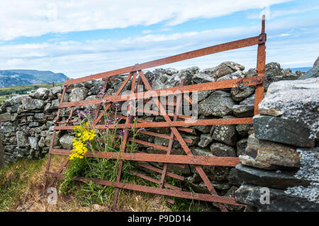 Wild flowers grow through an old rusty farm gate in County Donegal, Ireland Stock Photo