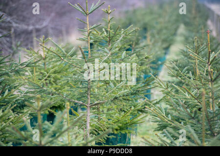 Christmas trees planted as a cash crop and also as a field edge habitat area, North Yorkshire, UK. Stock Photo
