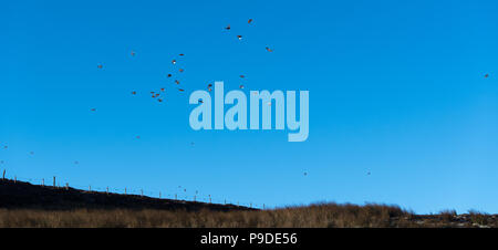 Shooting Red Grouse on an Estate in North Yorkshire, late in the season. Yorkshire Dales, UK Stock Photo