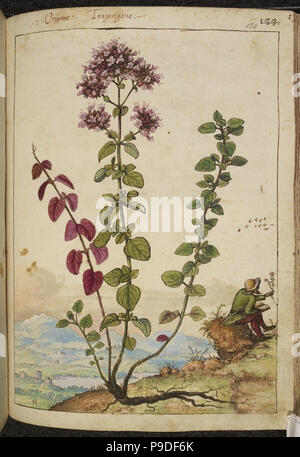 medieval plants and flora illustration Stock Photo