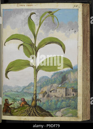 medieval plants and flora illustration Stock Photo