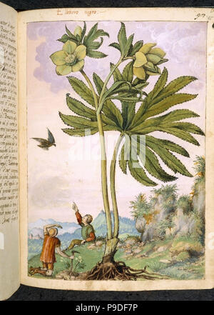 medieval plants and flora illustration Stock Photo