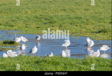 Seagulls standing on ice in a flooded field in Winter in West Sussex, England, UK. Stock Photo