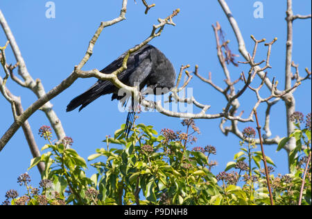 A Eurasian Jackdaw (Corvus monedula, AKA Western Jackdaw & European Jackdaw) on a branch of a tree in Winter in West Sussex, UK. Stock Photo