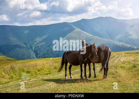 Horses in the mountain Stock Photo