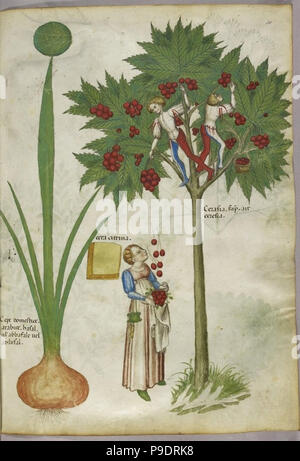 medieval plants and flora illustration Stock Photo