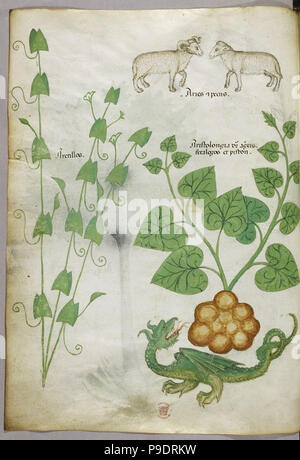 medieval plants and flora illustration Stock Photo