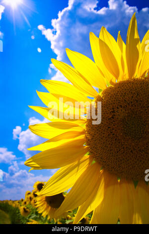 close up of a sunflower head with bright blue clouded sky in the background and sunbeam on a sunny summer day in bavaria germany Stock Photo