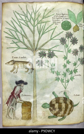 medieval plants and flora illustration Stock Photo