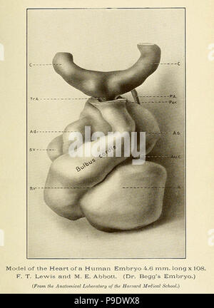 medieval anatomical study Stock Photo