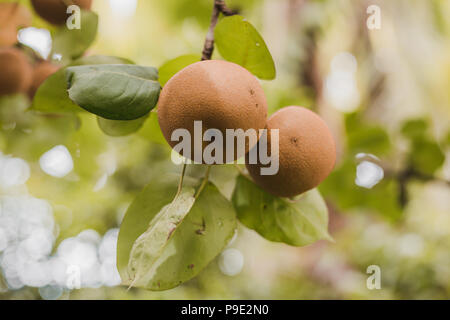 Organic Ripen Nashi Pears ready to pick in the himalayas,Gorkha Nepal Stock Photo