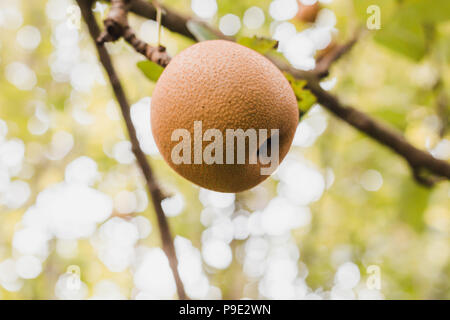 Organic Ripen Nashi Pears ready to pick in the himalayas,Gorkha Nepal Stock Photo