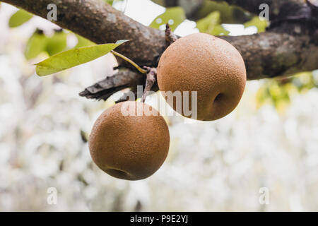 Organic Ripen Nashi Pears ready to pick in the himalayas,Gorkha Nepal Stock Photo