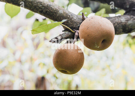 Organic Ripen Nashi Pears ready to pick in the himalayas,Gorkha Nepal Stock Photo