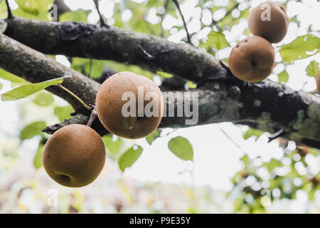 Organic Ripen Nashi Pears ready to pick in the himalayas,Gorkha Nepal Stock Photo